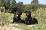 ROTTWEILER 158